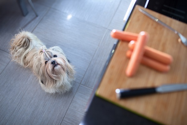 Cachorro pode comer fígado? Veja se o alimente faz mal