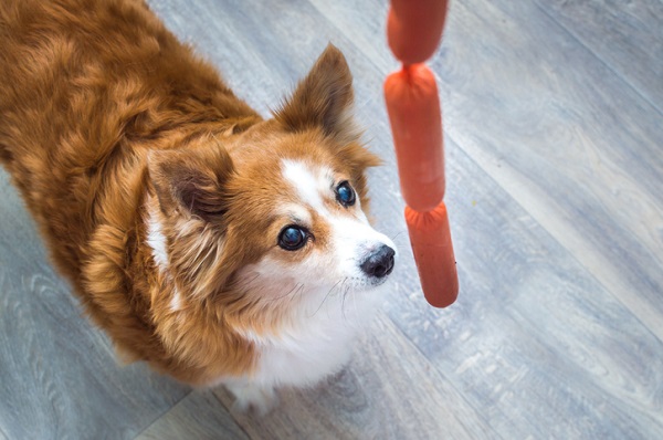 Cachorro olhando para uma salsicha