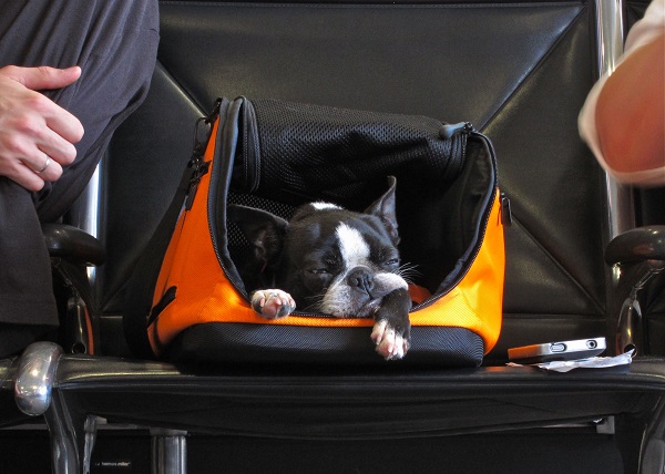 Cachorro dormindo em mala de transporte