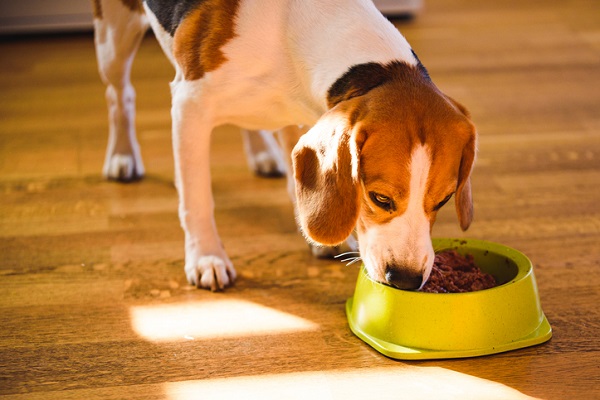 cachorro comendo feijão em um comedouro
