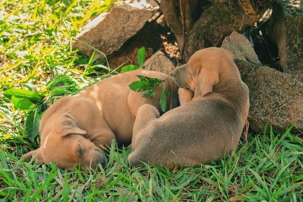 Cachorro fila brasileiro filhote: álbum de fotos!
