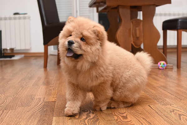 Filhote de cachorro Chow Chow: fotos