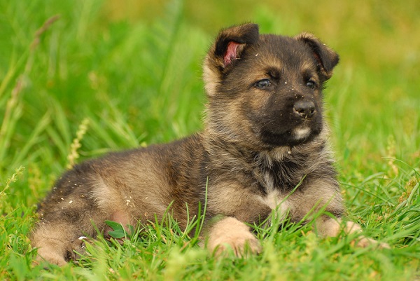 11 ideias de ORIGINAL FILA BRASILEIRO