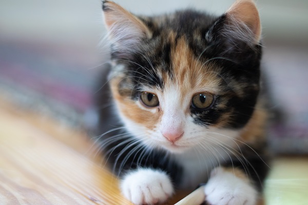 Gato Tricolor Filhote Saiba Mais E Veja Fotos Petlove