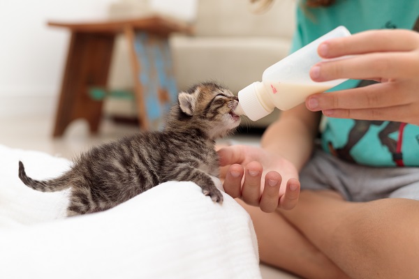 Como cuidar de um gato recém-nascido