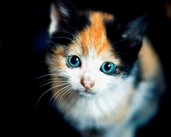 Gato preto e branco filhote: veja lindas fotos!