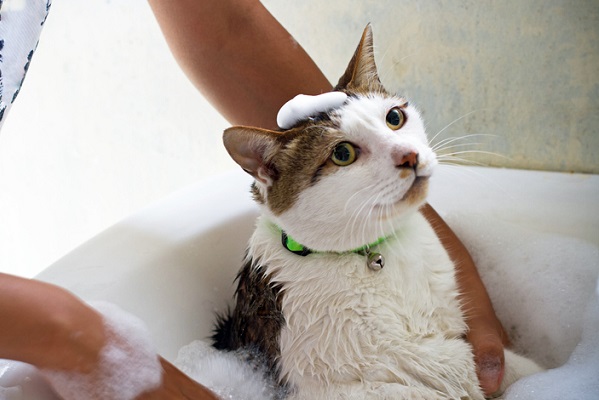 Gatos podem tomar banho?