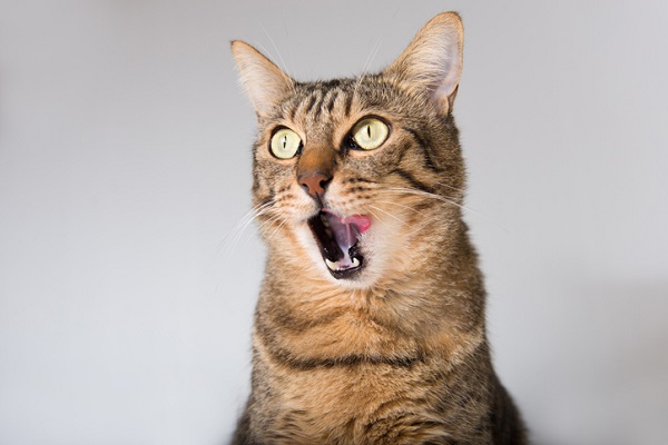 Gato com a boca aberta