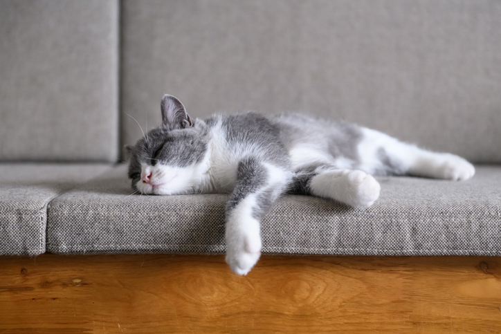 filhote de gato cinza deitado no sofá dormindo