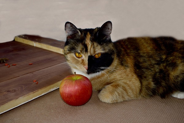 Gato pode comer fígado? Descubra aqui!