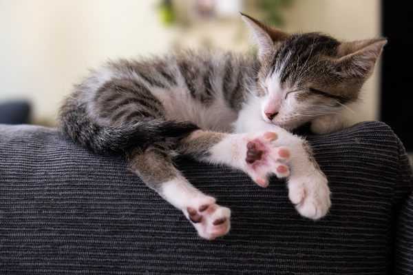 Sonhar com gatos filhotes: descubra o que significa!