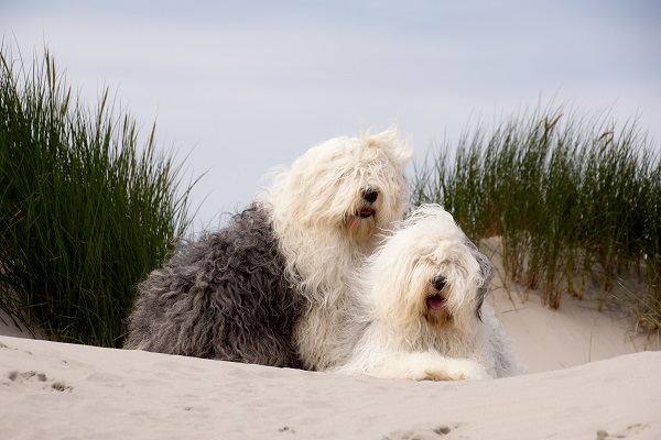 5 fatos sobre cachorros Old English Sheepdog - SERTÃO ALERTA