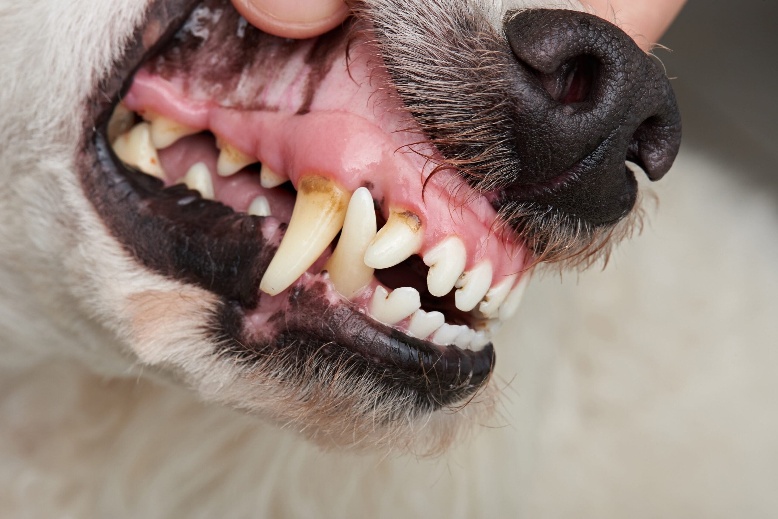 Tártaro em cães e gatos: o que é e como tratar