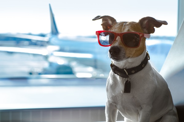 Cachorro no aeroporto.
