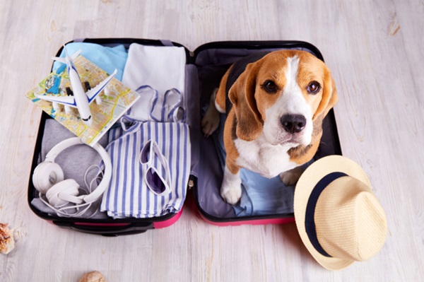 Cachorro com bagagem de viagem de avião.