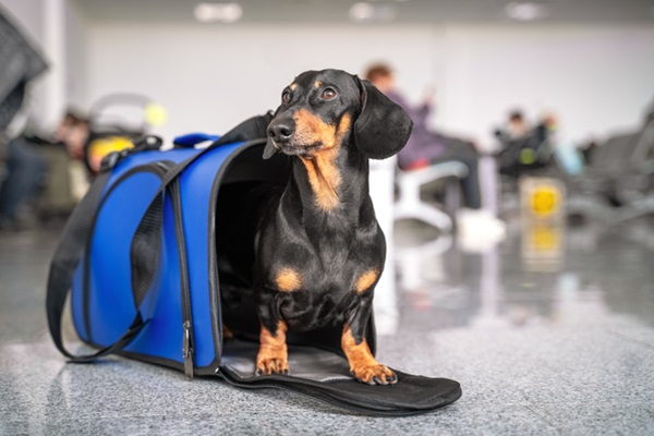 bolsa transporte com cachorro no avião.