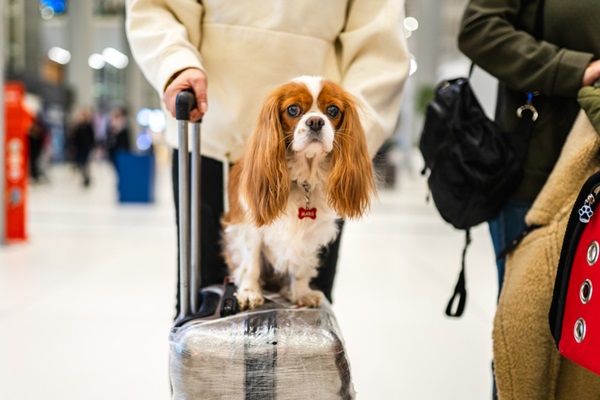 Cachorro braquicefálico no avião.