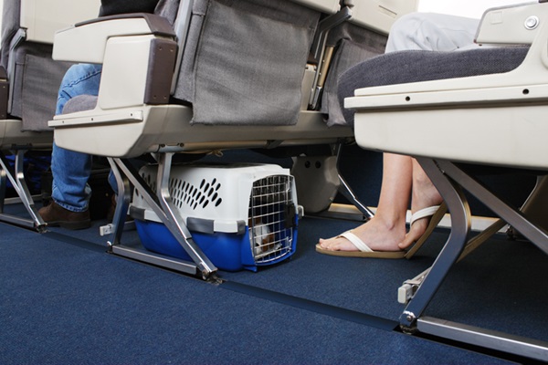 Cachorro na caixa de transporte no avião.