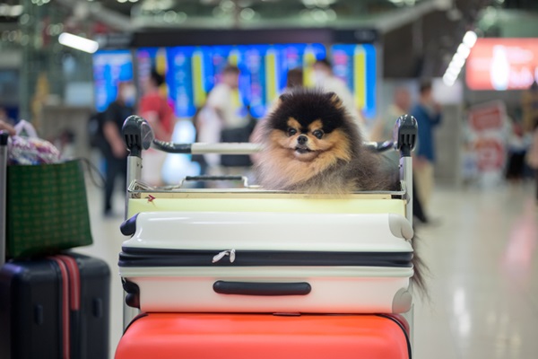 Cachorro no aeroporto. 