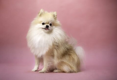 Outubro Rosa pet: conheça os sintomas do câncer de mama em cadelas e gatas e saiba como prevenir