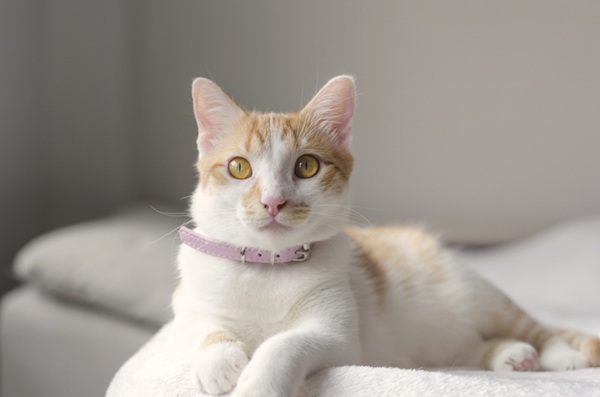 Razões para optar pela ração de gato castrado