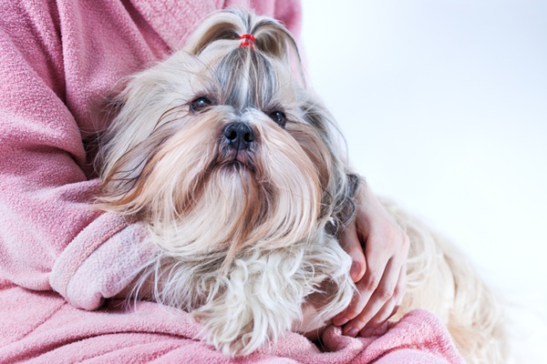 Cachorro no colo de pessoa com roupa rosa.