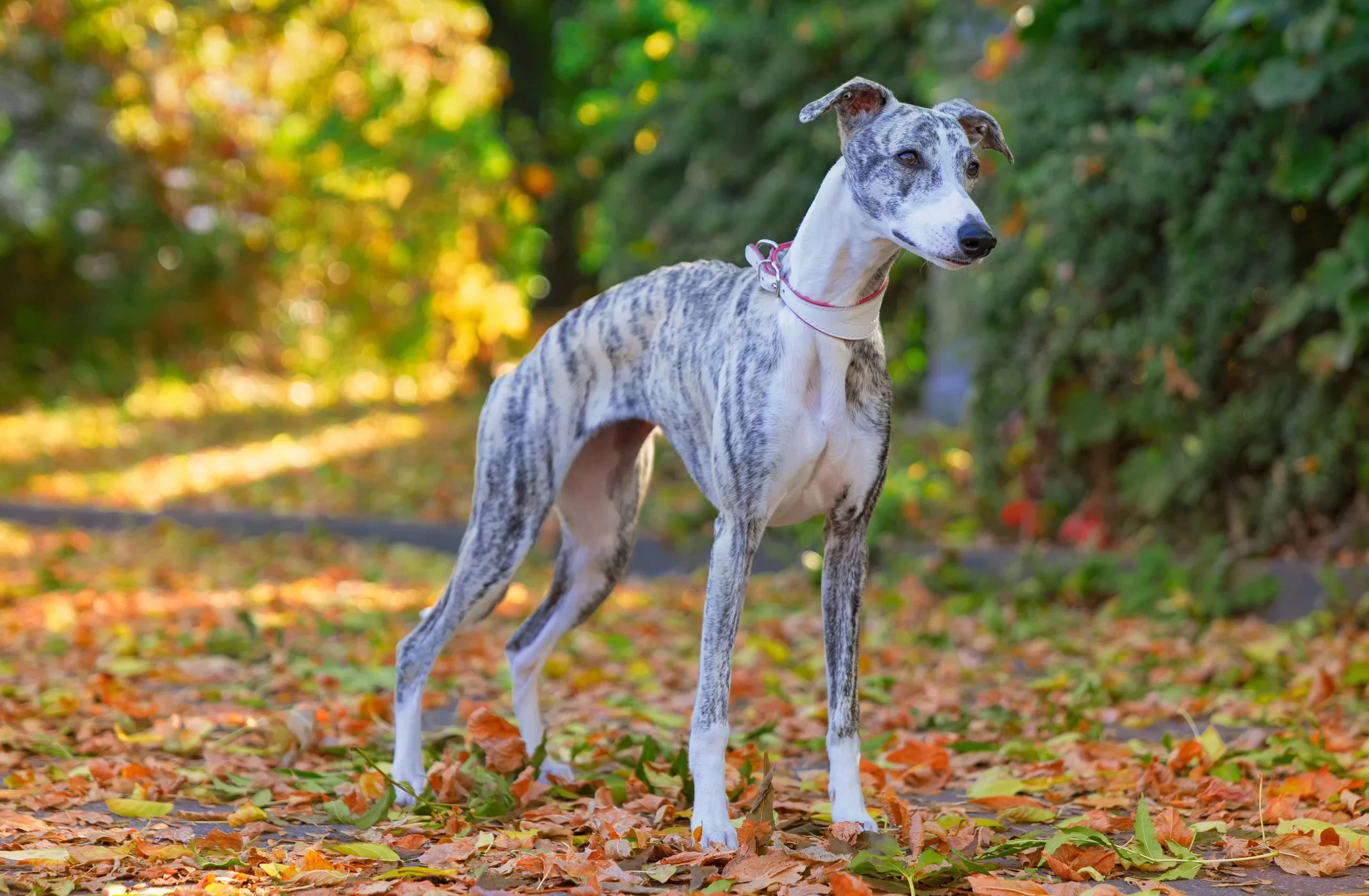 Greyhound ou Galgo Inglês
