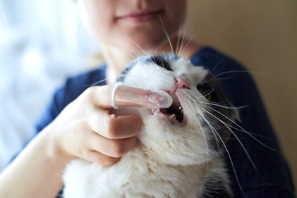 Mulher escovando dente do gato