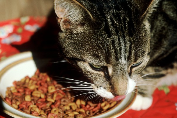 Sete rações super premium para gatos
