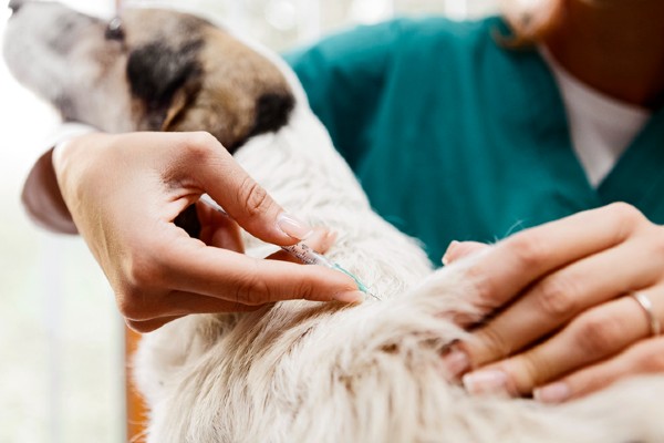 Dia Nacional da Vacinação – Vacinas para cachorro e gato