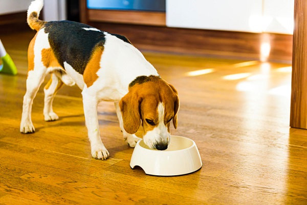 Cachorro pode comer OVO? Benefícios e preparação