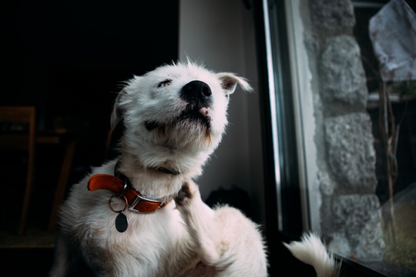 Cachorro com bicheira: sintomas, causas e tratamento