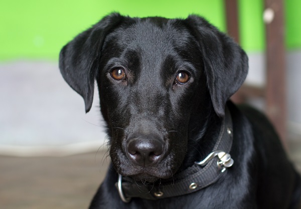 Labrador preto