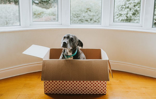 Cachorro com dificuldade de adaptação