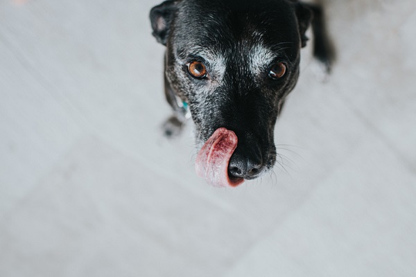 Cachorro pode comer tapioca? Veja aqui!