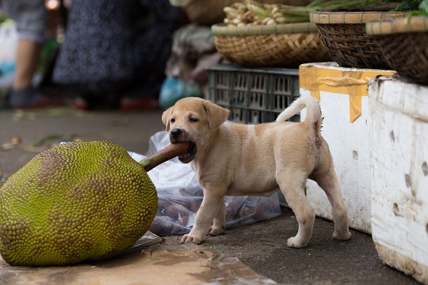 Cachorro pode comer damasco? Veja os benefícios e contraindicações, Nutrição