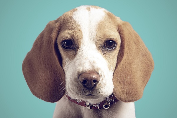 Cachorro beagle filhote: fotos!