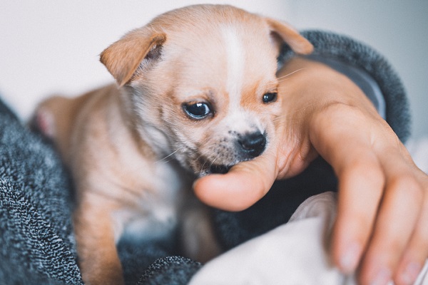 Tudo Sobre Cachorros - o melhor site sobre cães em 2023  Perguntas e  respostas brincadeira, Cachorro, Perguntas para brincadeiras