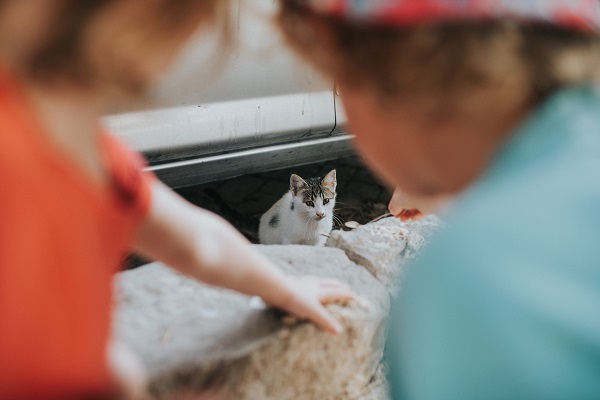 Pessoas vendo gato embaixo do carro