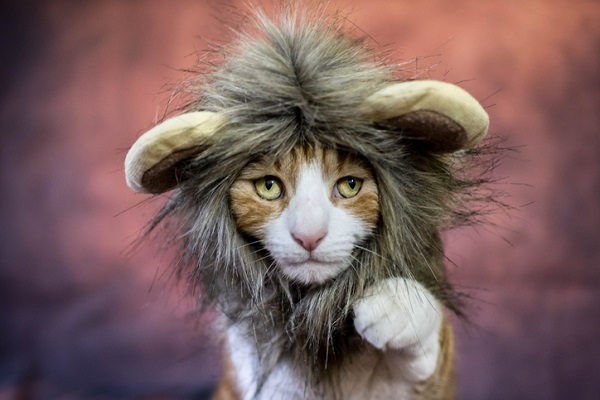gato usando uma fantasia de halloween