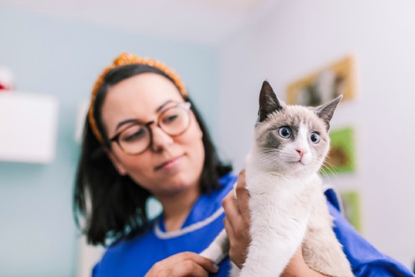 Práticas Cat Friendly - Gato com a veterinária