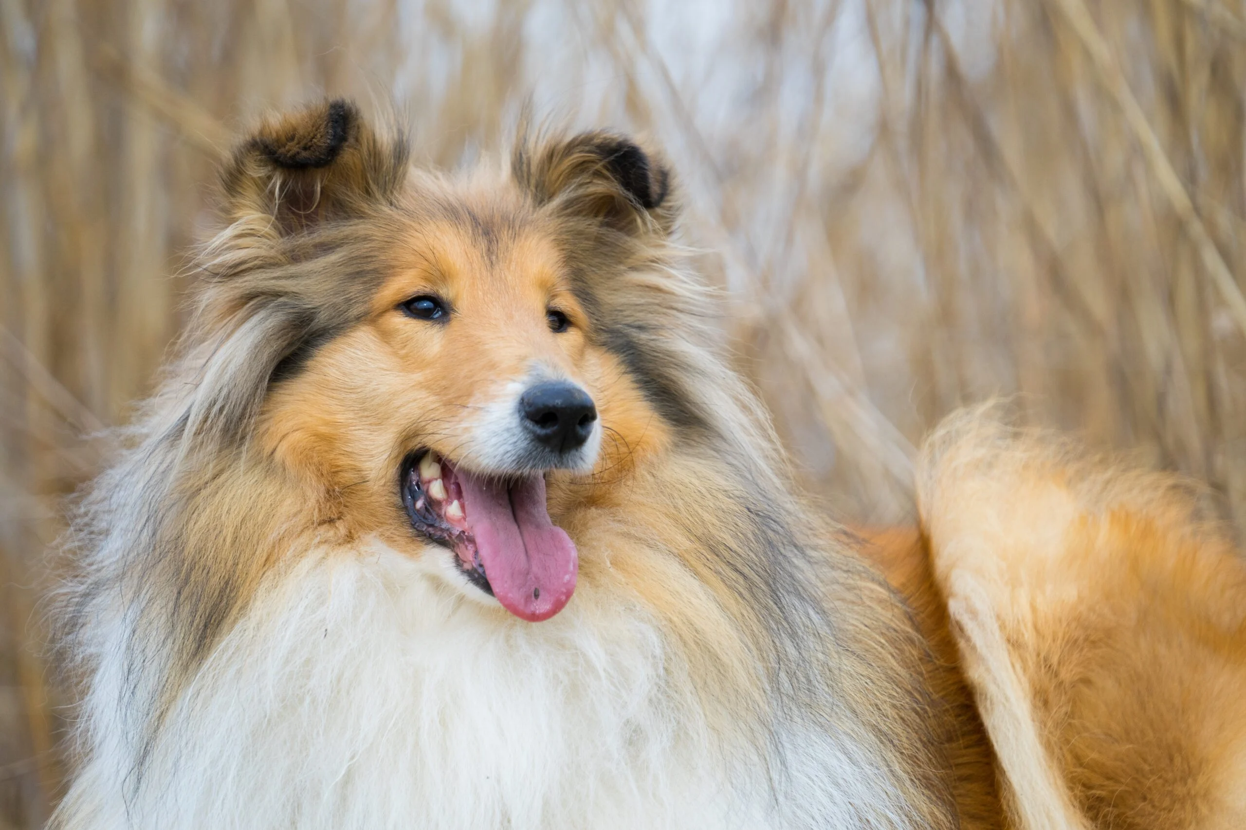Rough Collie