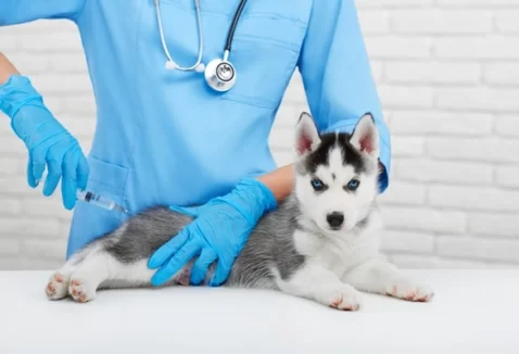 Pode adiantar a vacina do cachorro? Entenda os riscos