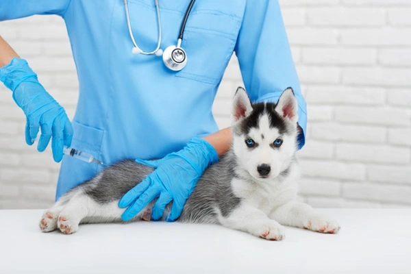 Pode adiantar a vacina do cachorro? Entenda os riscos