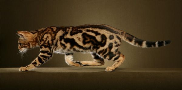 Gato Bengal com a pelagem Marbled Tabby
