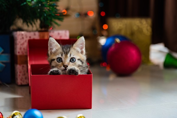 Gatinho Mágico - Surpresa de Natal