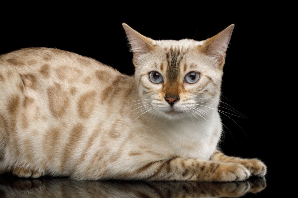 Gato Bengal Snow Sepia