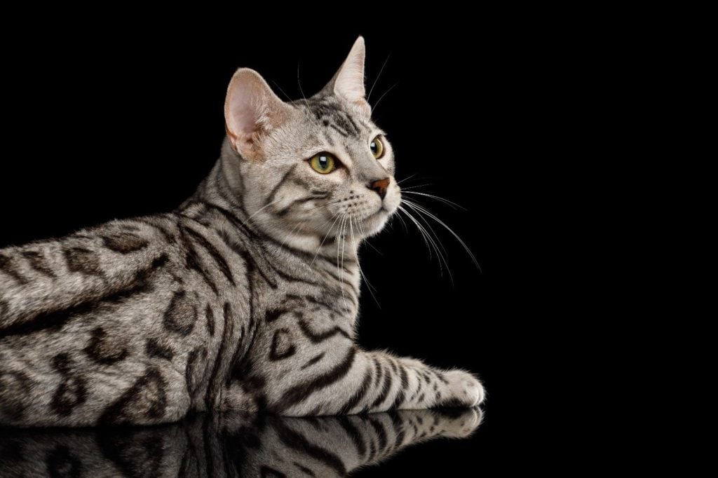 Gato Bengal Silver