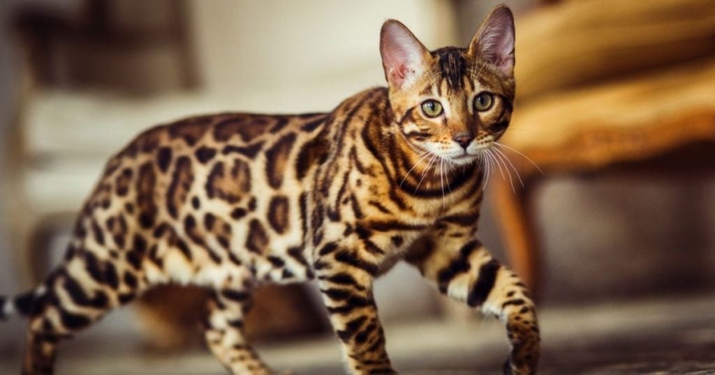 Gato Bengal Marrom