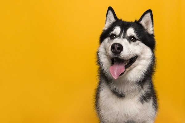 Cachorro pode comer maracujá?